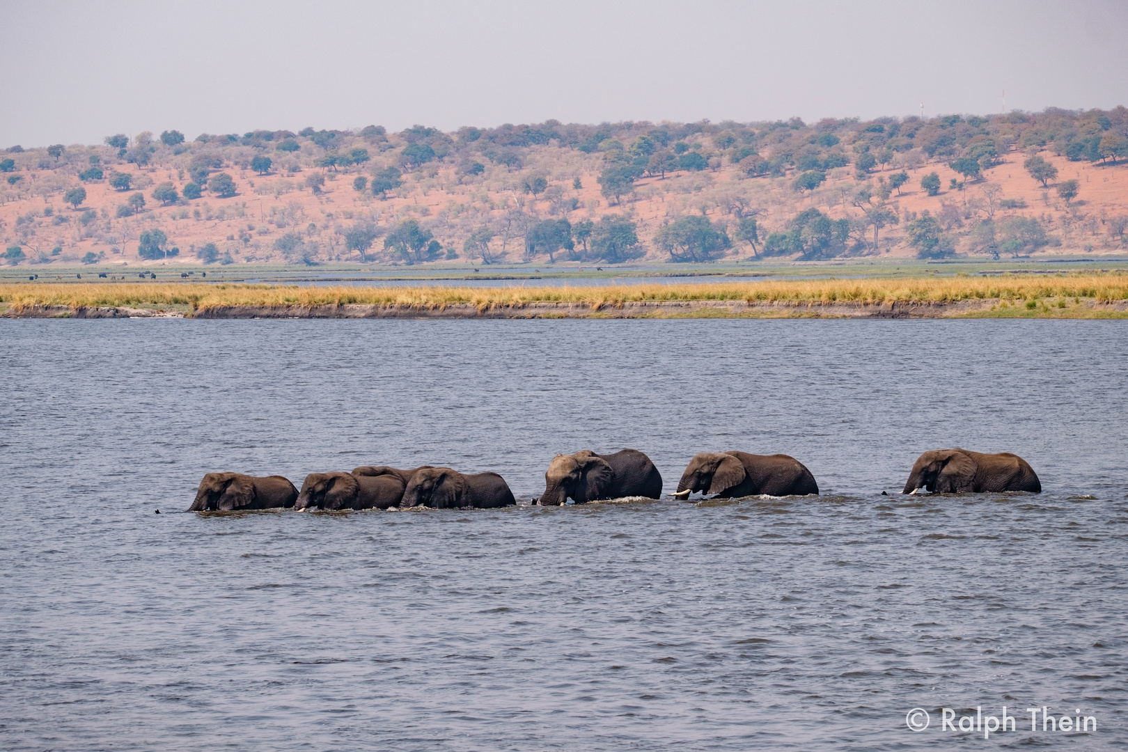 Elefanten im Chobe-River