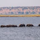 Elefanten im Chobe-River