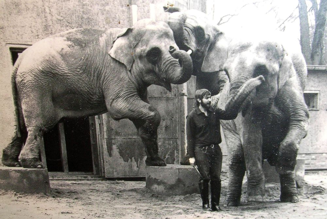 Elefanten im Dresdner Zoo und ich bei der Vorführung vor ca 50 Jahren