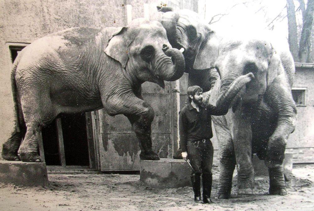 Elefanten im Dresdner Zoo und ich bei der Vorführung vor ca 50 Jahren