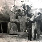 Elefanten im Dresdner Zoo und ich bei der Vorführung vor ca 50 Jahren