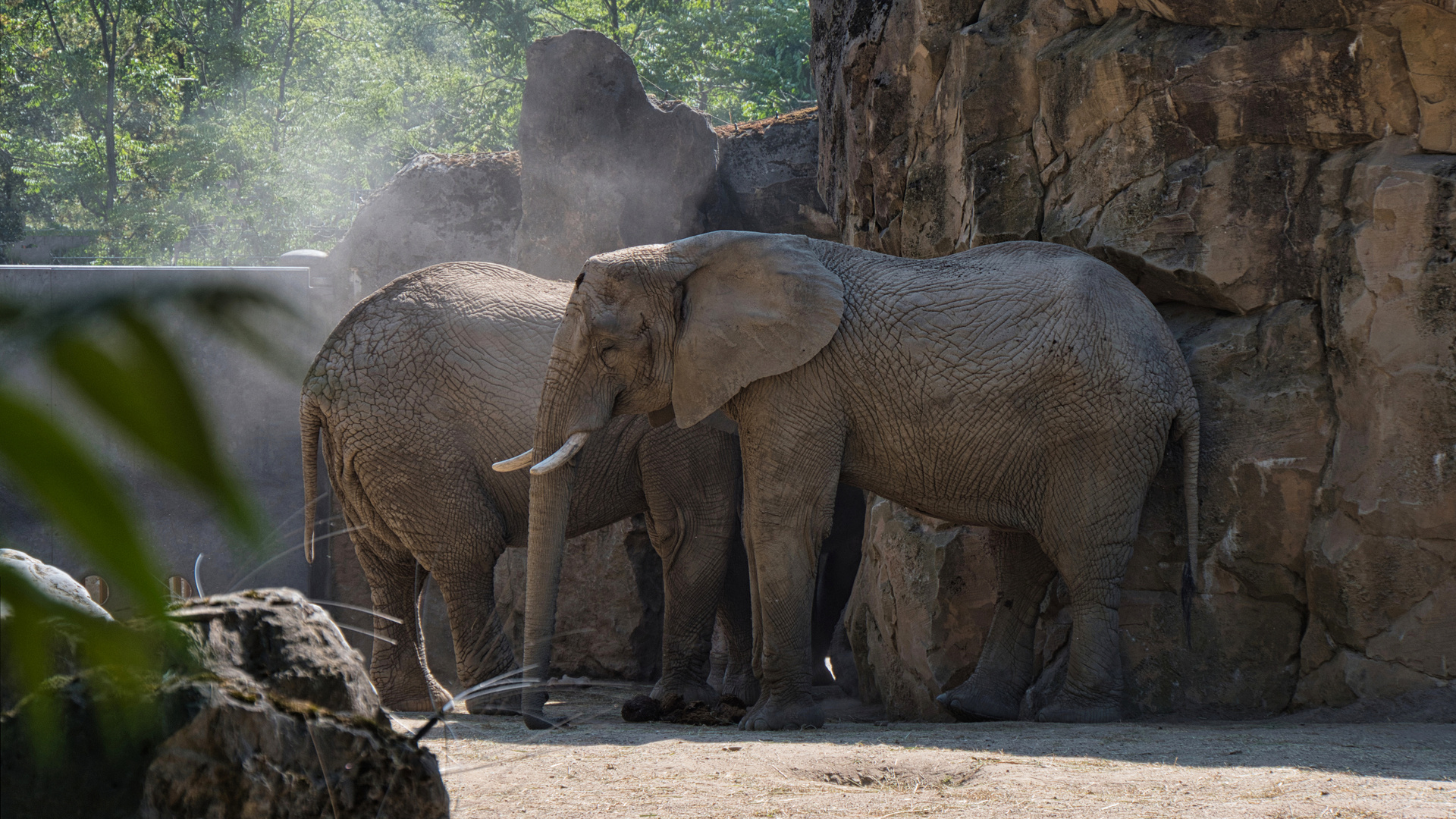 Elefanten im Duisburger Zoo