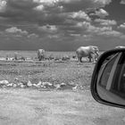 Elefanten im Etosha