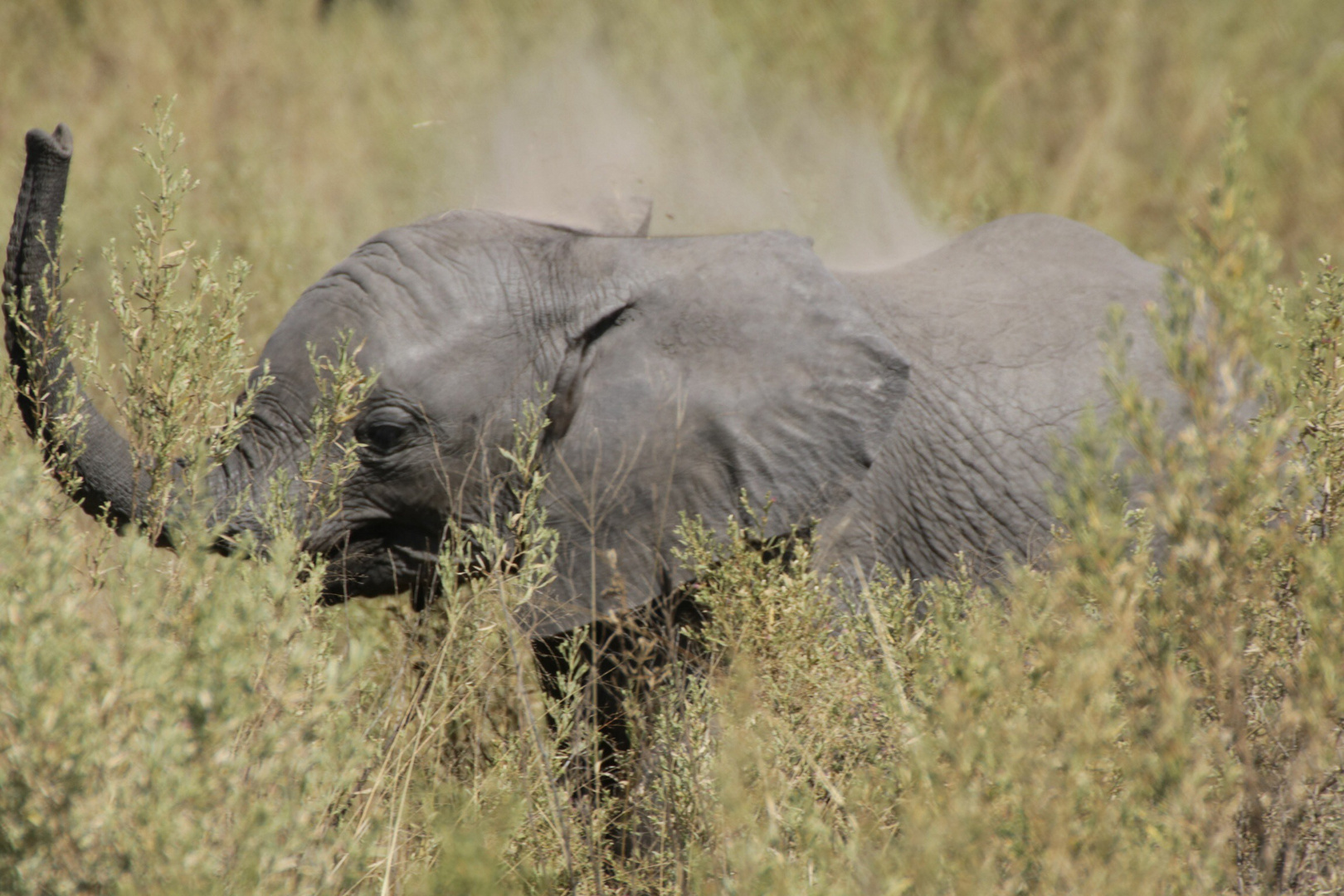 Elefanten im Etosha