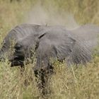 Elefanten im Etosha