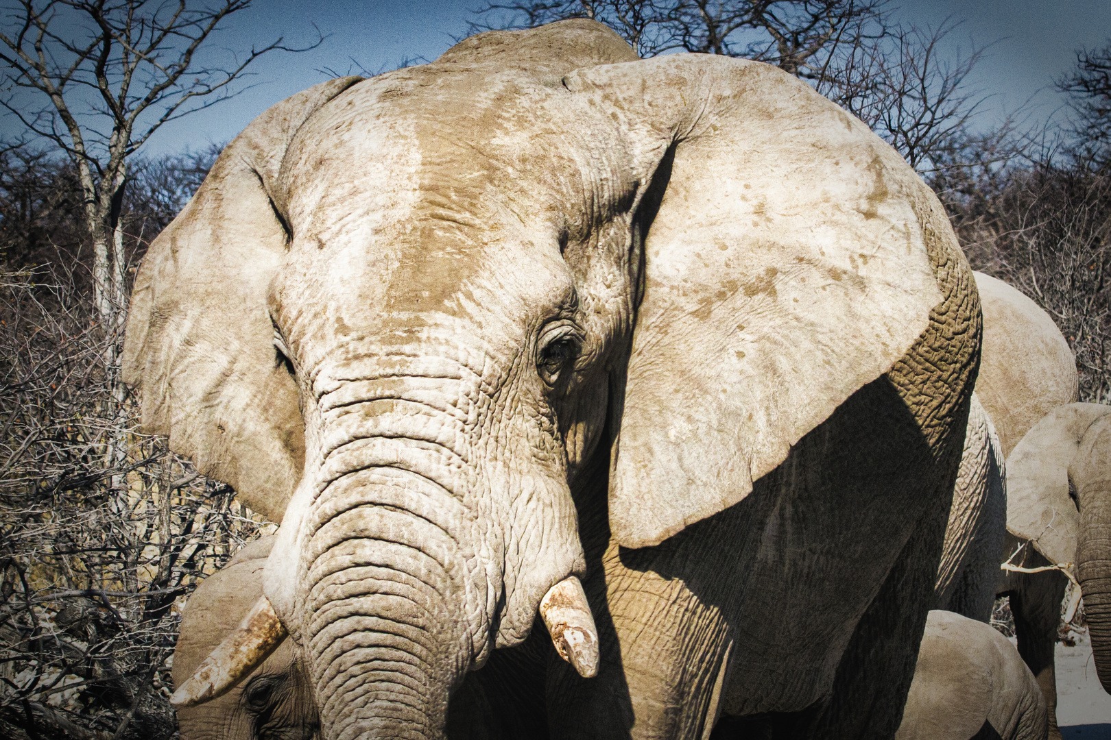 Elefanten im Etosha Nationalpark