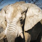 Elefanten im Etosha Nationalpark