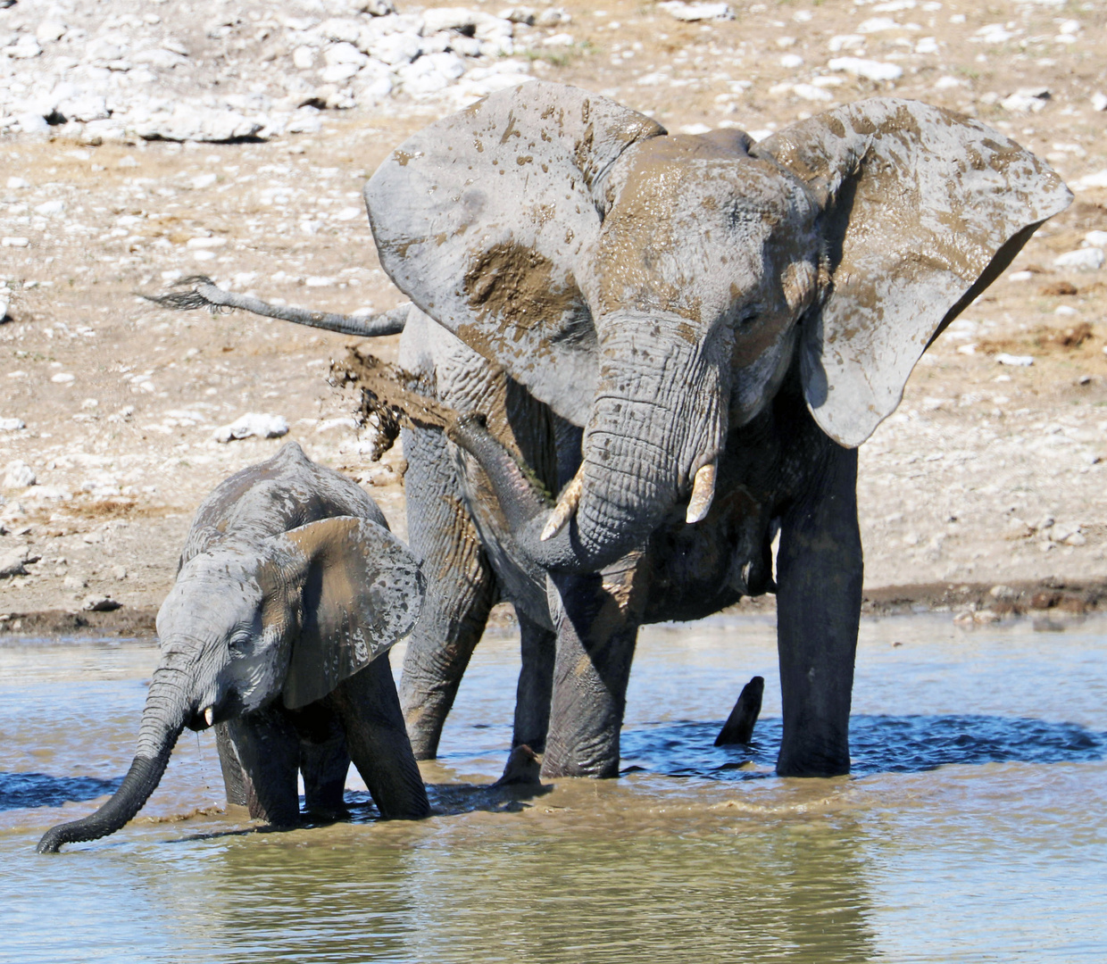 Elefanten im Etosha Nationalpark