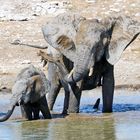 Elefanten im Etosha Nationalpark