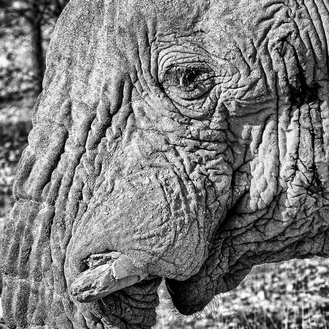 Elefanten im Etosha Nationalpark