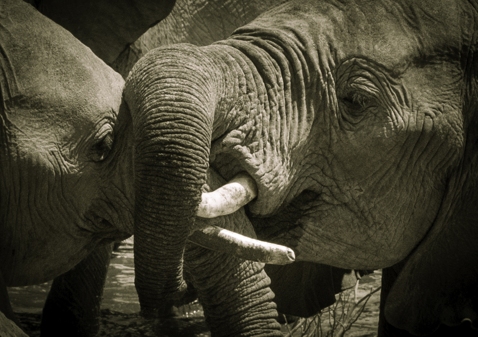 Elefanten im Etosha Nationalpark Namibia