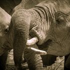 Elefanten im Etosha Nationalpark Namibia