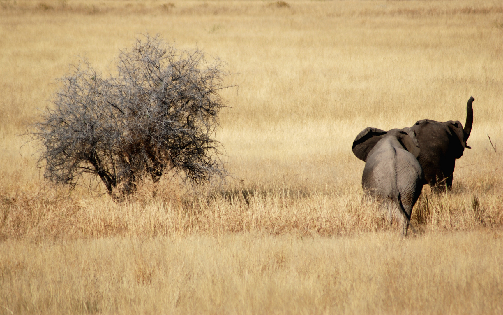 Elefanten im Etosha Nationalpark, Namibia