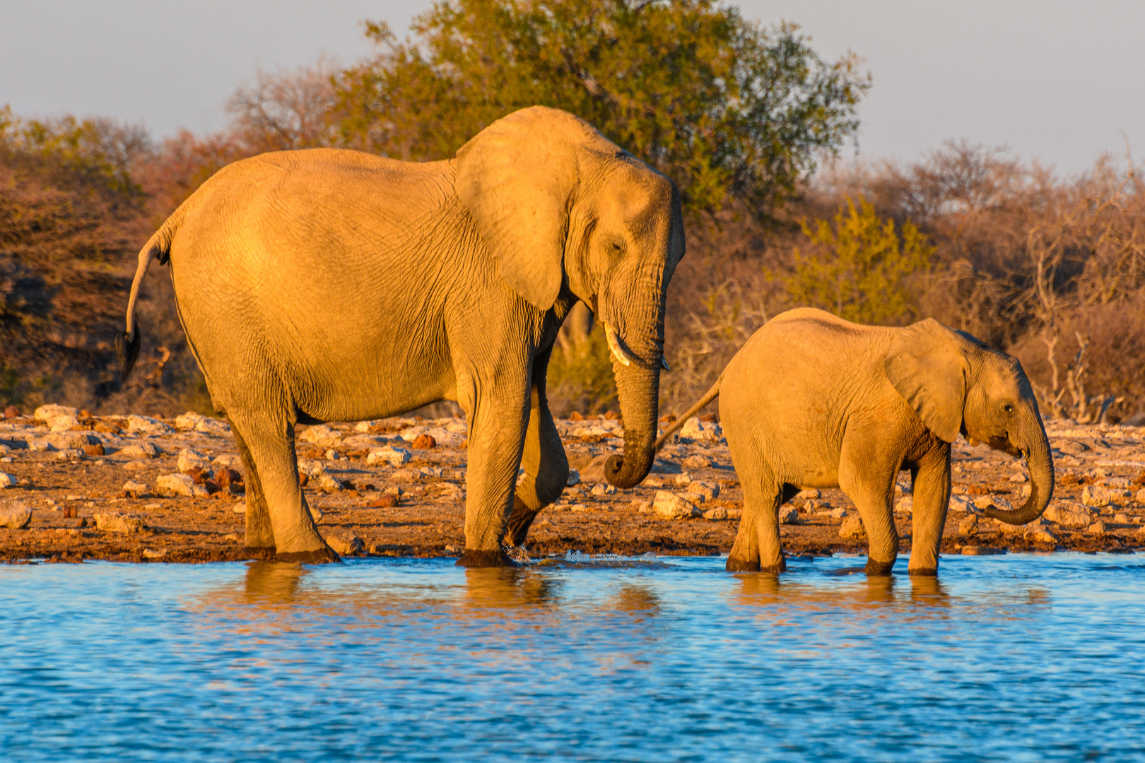 Elefanten im Etosha NP