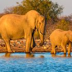 Elefanten im Etosha NP