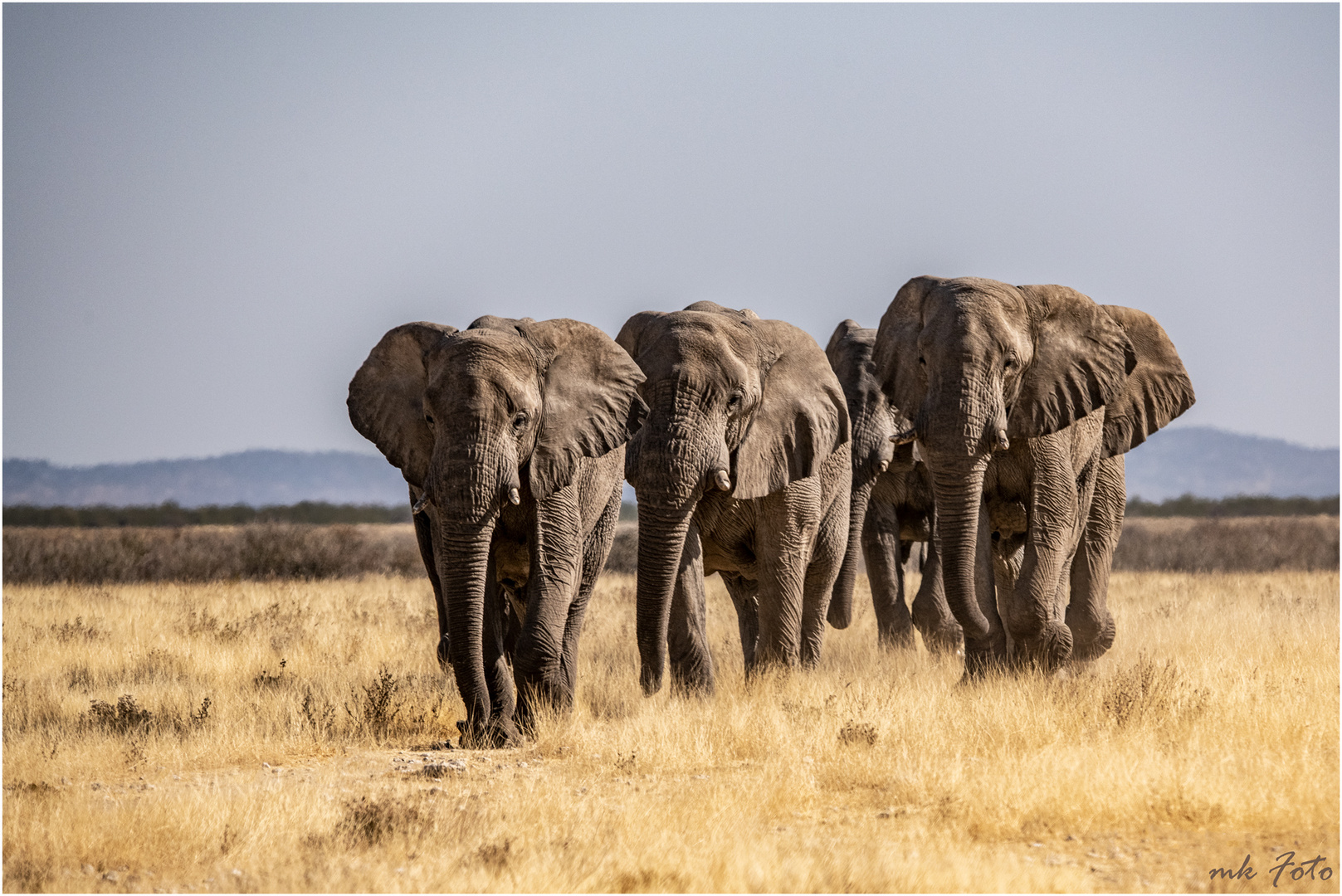 Elefanten im Etosha NP