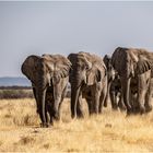 Elefanten im Etosha NP