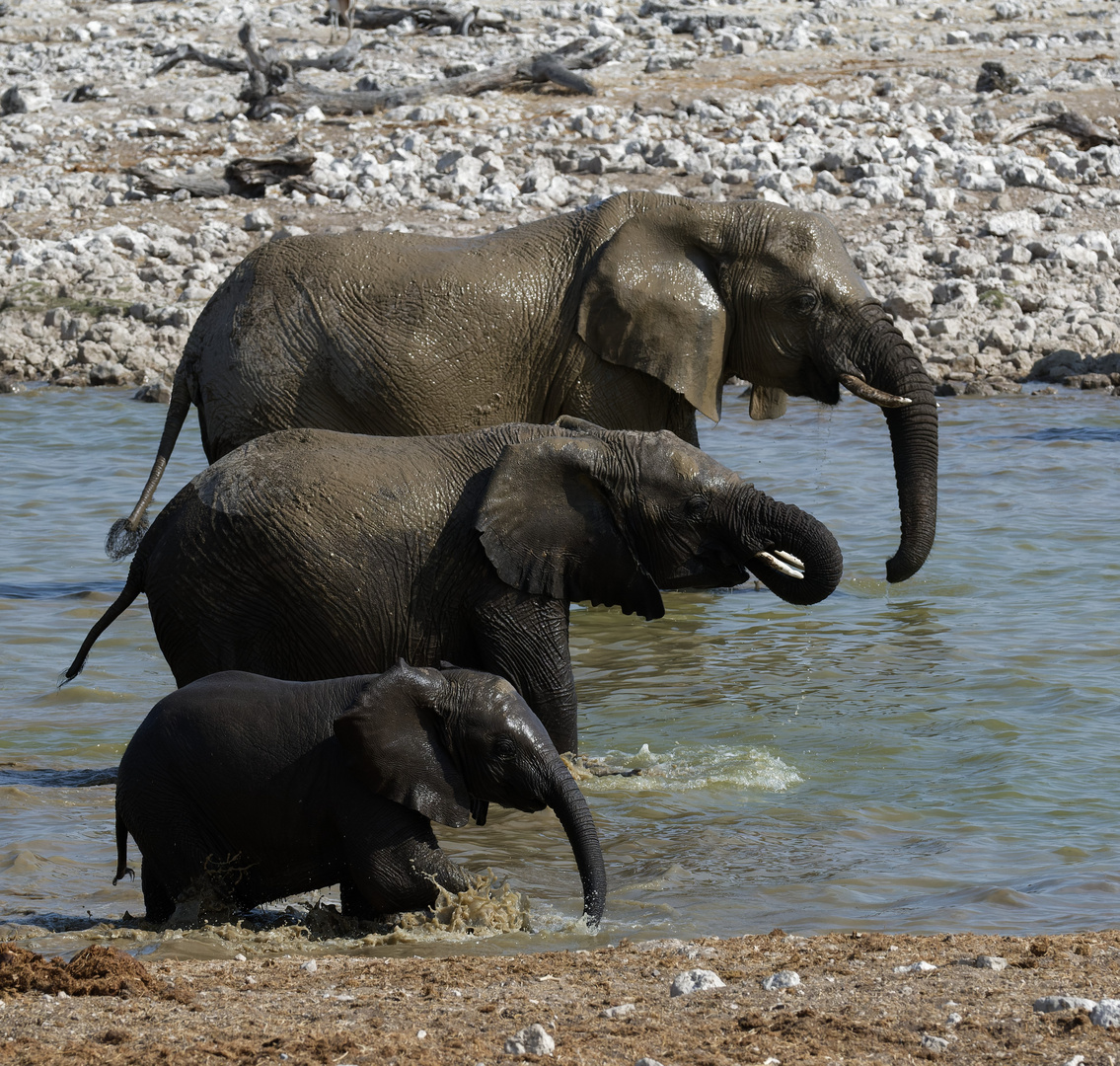 Elefanten im Etosha NP, Namibia