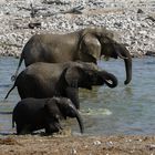 Elefanten im Etosha NP, Namibia