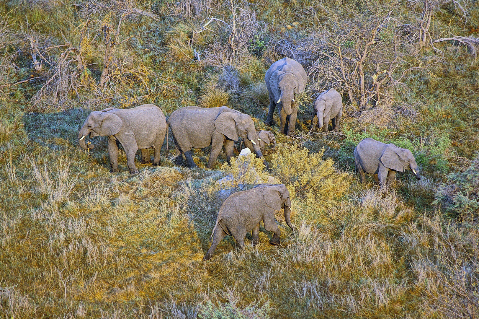 Elefanten im frühen Morgenlicht