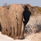 Elefanten im Gänsemarsch