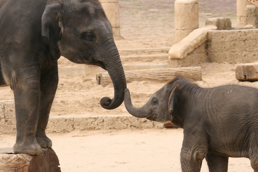 Elefanten im Hannover Zoo