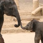 Elefanten im Hannover Zoo