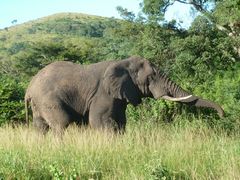 Elefanten im Hluhluwe Game Reserve 2