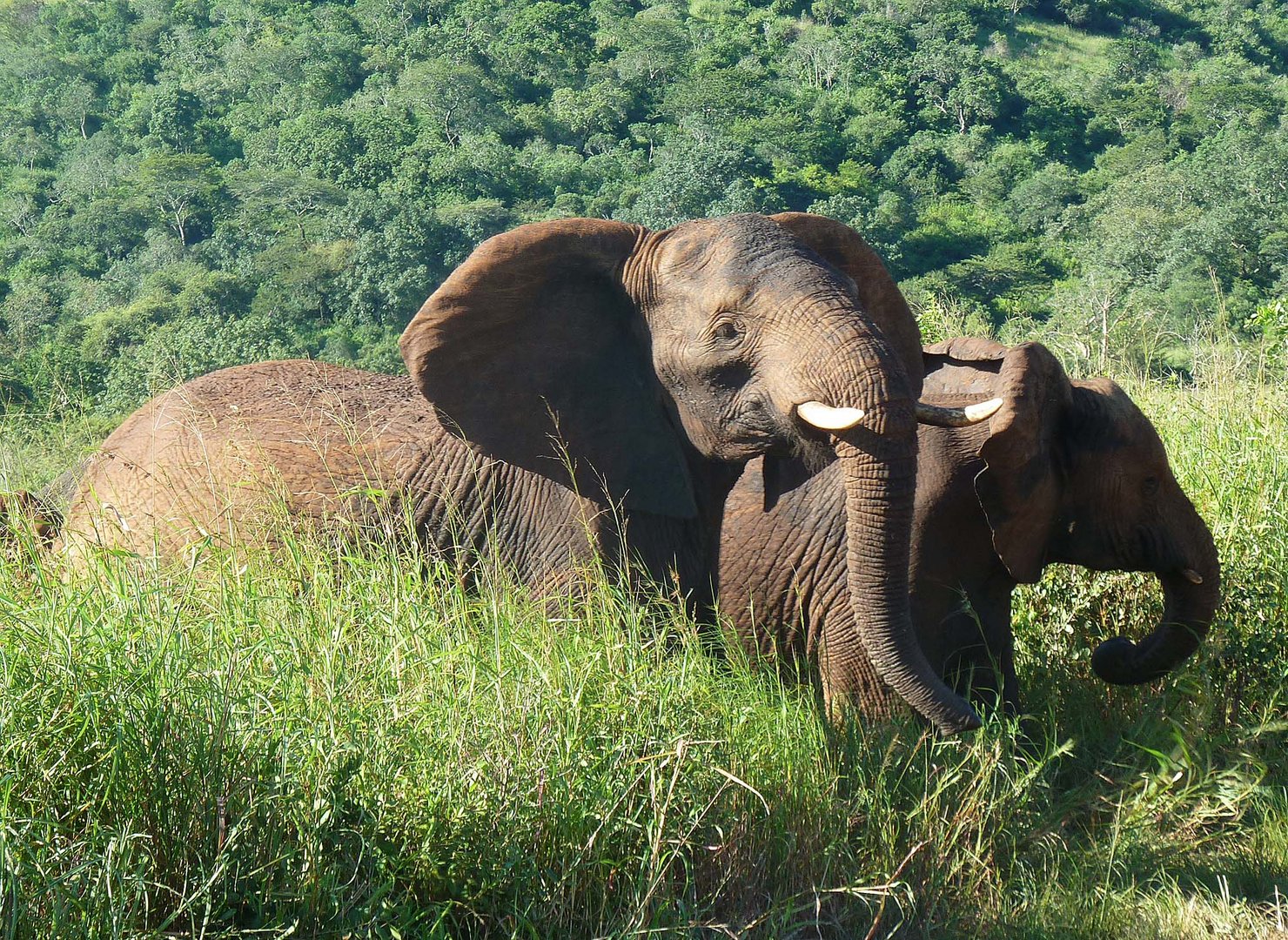 Elefanten im Hluhluwe Game Reserve