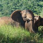 Elefanten im Hluhluwe Game Reserve