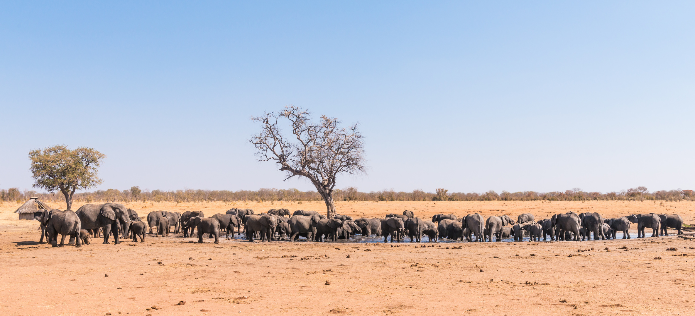 Elefanten im Hwange NP-1