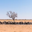 Elefanten im Hwange NP-1