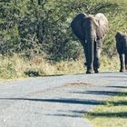 Elefanten im Imfolozi