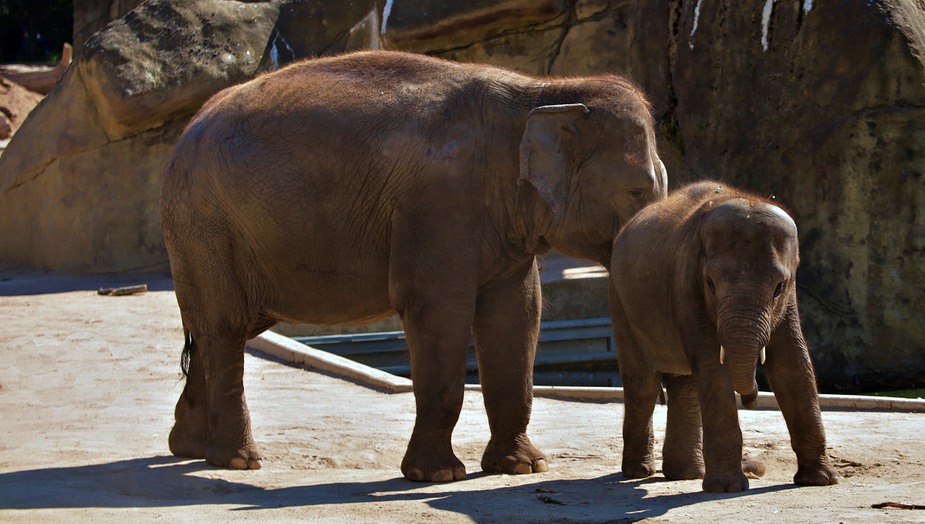 Elefanten im Kölner Zoo 01