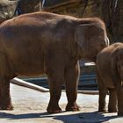 Elefanten im Kölner Zoo 01