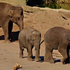 Elefanten im Kölner Zoo 02