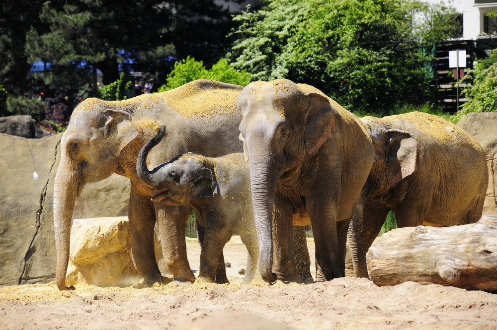 Elefanten im Kölner Zoo