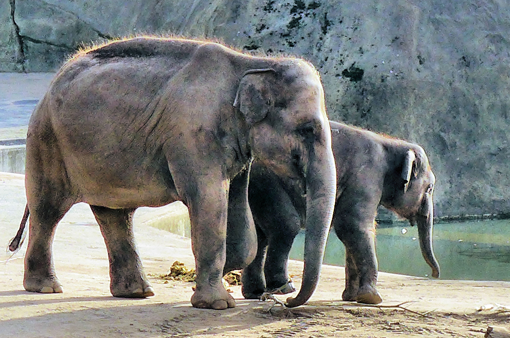 Elefanten im Kölner Zoo