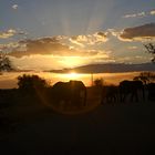 Elefanten im Krügerpark Südafrika