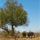 Elefanten im Kruger National Park, Südafrika, Oktober 2011