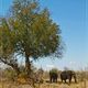 Elefanten im Kruger National Park, Sdafrika, Oktober 2011