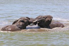 Elefanten im Kruger NP