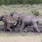 Elefanten im Kruger NP