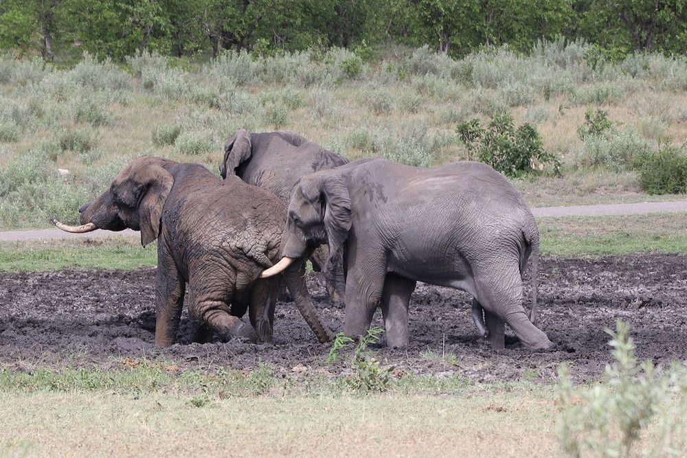 Elefanten im Kruger NP