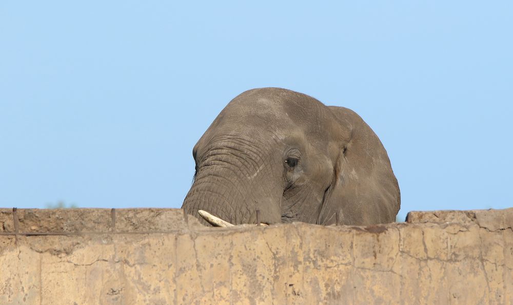 Elefanten im Kruger NP