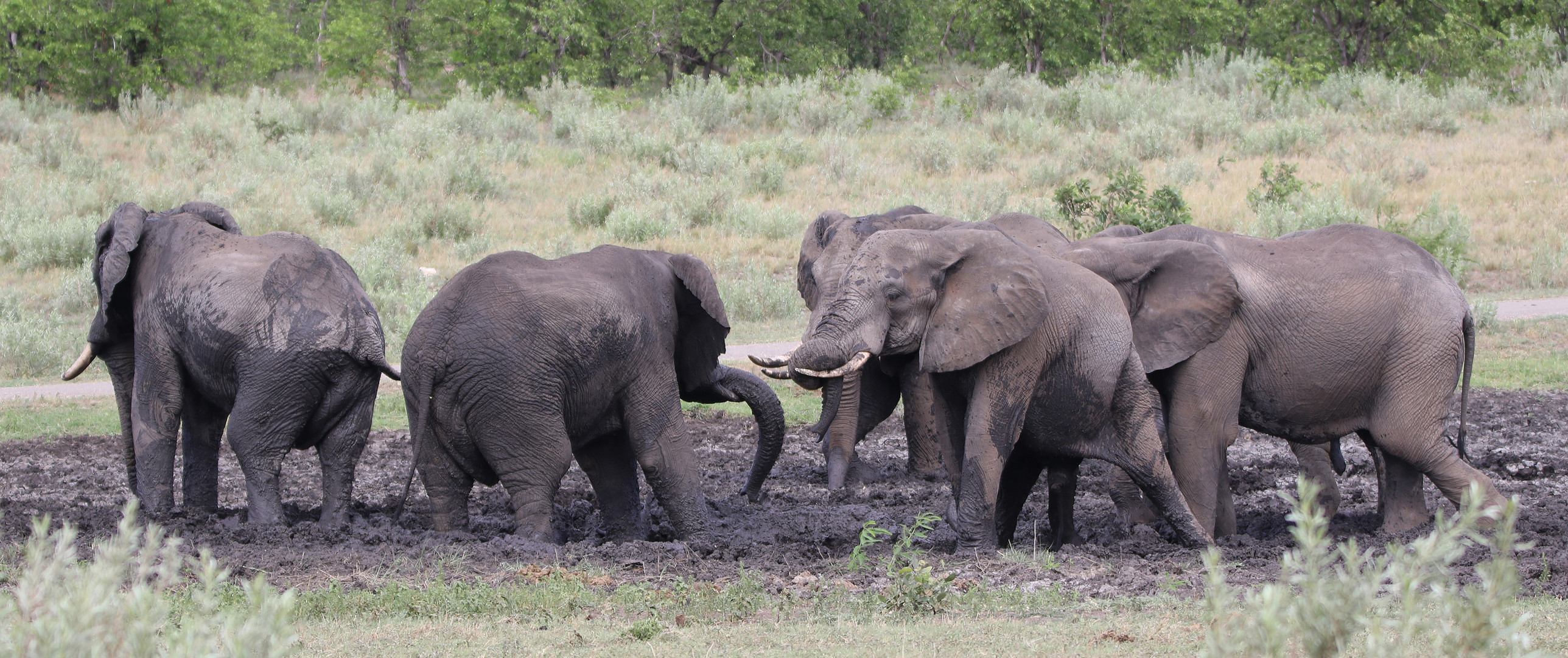 Elefanten im Kruger NP