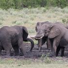 Elefanten im Kruger NP