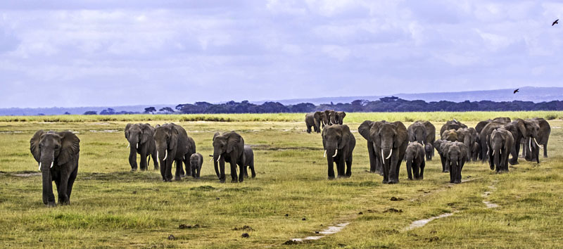 Elefanten im Lake Amboseli Nationalpark in Kenia