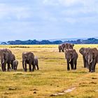 Elefanten im Lake Amboseli Nationalpark in Kenia