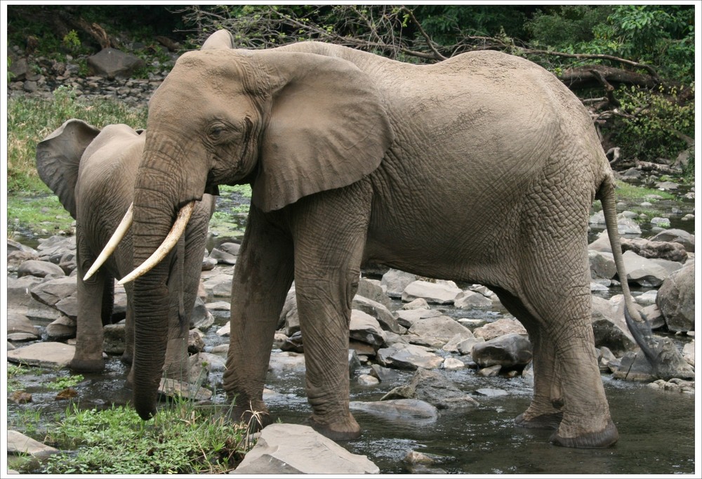 Elefanten im Lake Manyara National Park (Tanzania)